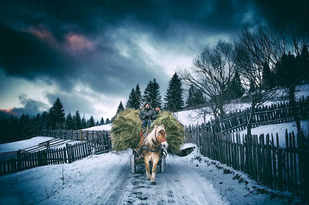 Horses in snow