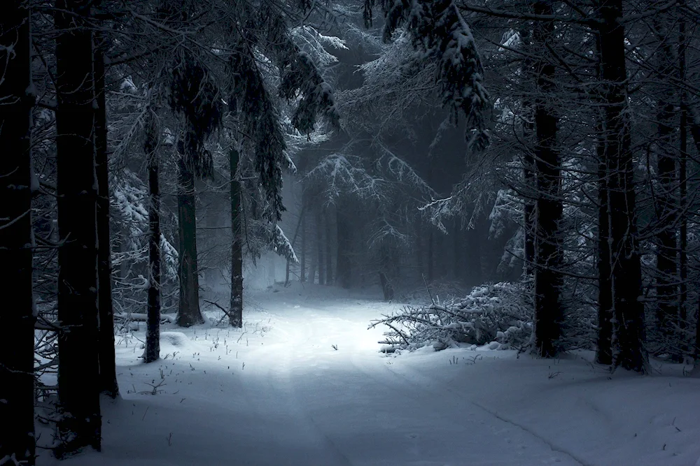 Winter in the forest