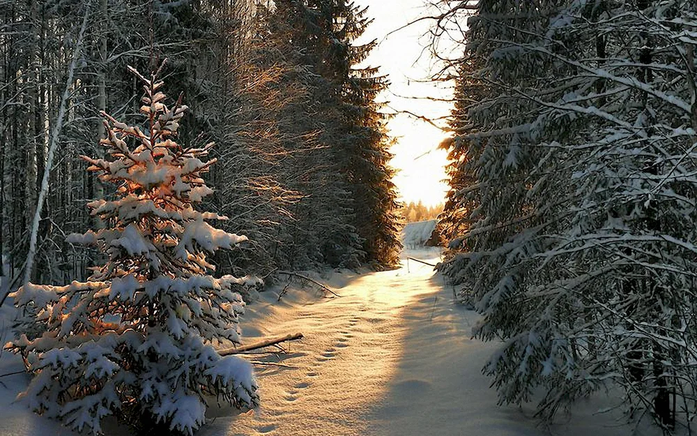 Winter in the forest