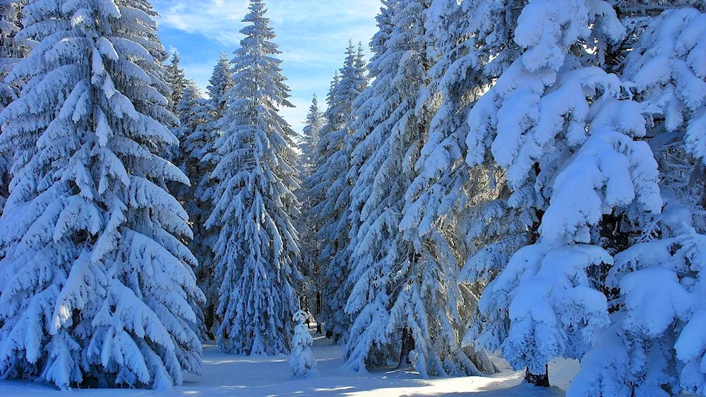 Winter in the forest