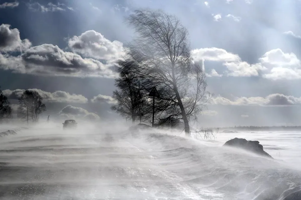 Winter forest