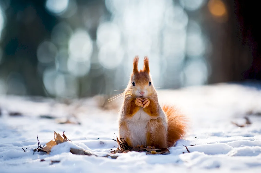 Winter Squirrel animals