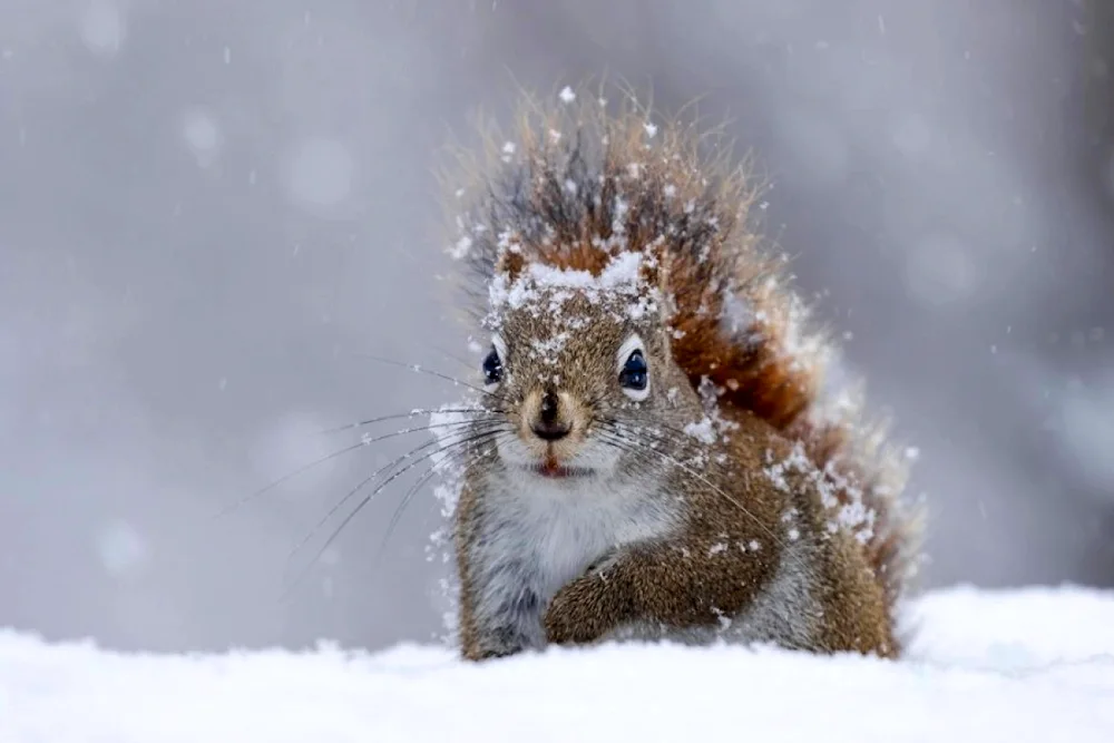 Winter animals