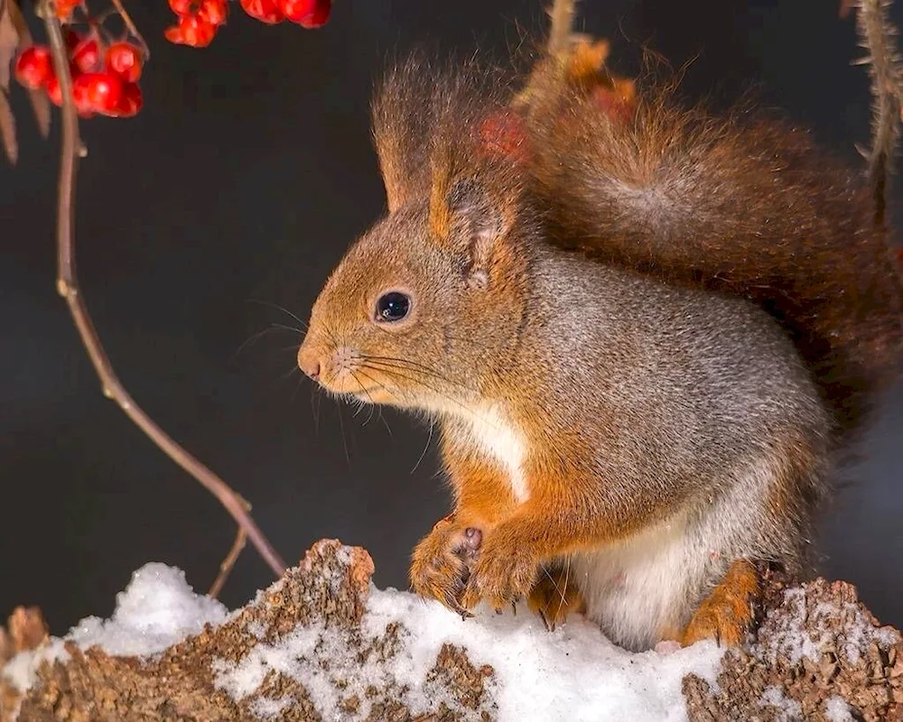 Vadim Trunov squirrel photographer