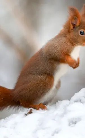 Winter Squirrel