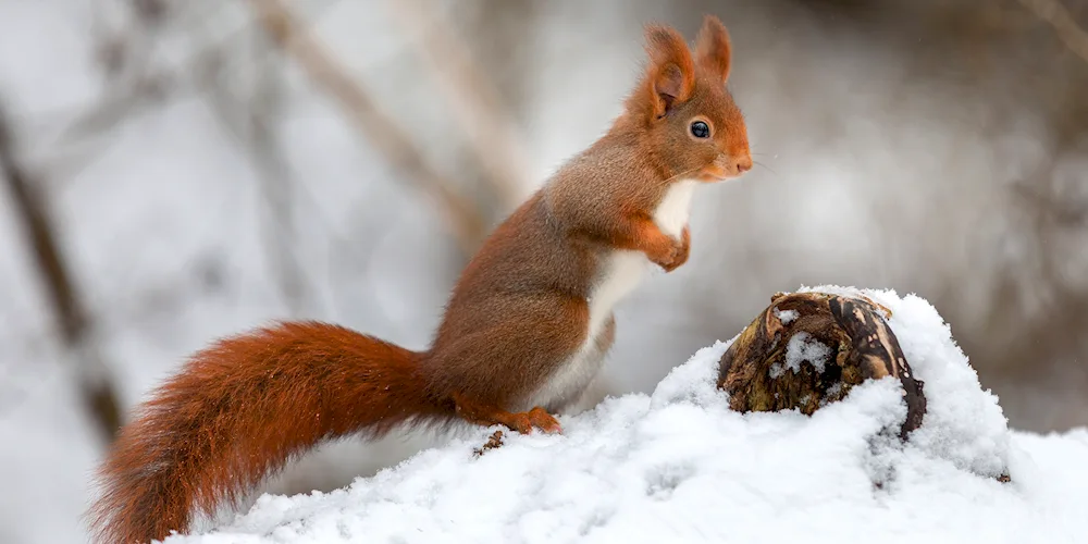 Winter Squirrel