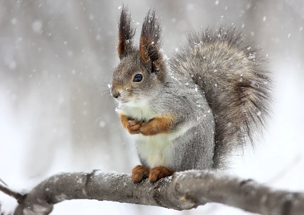 Winter Squirrel animals