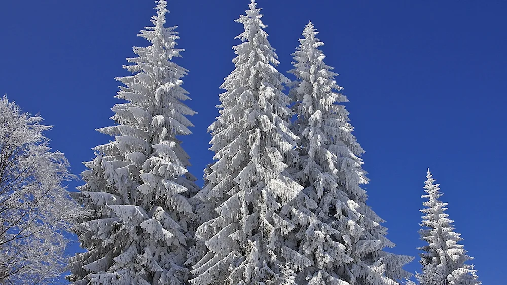 Winter fir trees