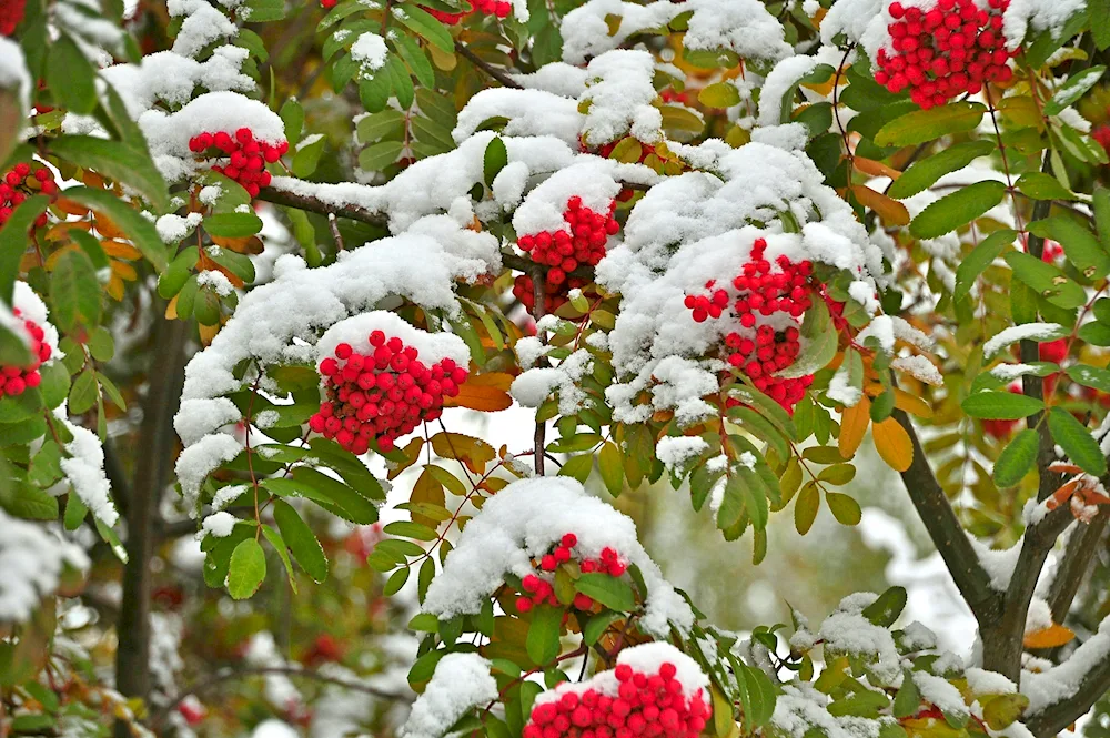 Winter Kalina and rowan