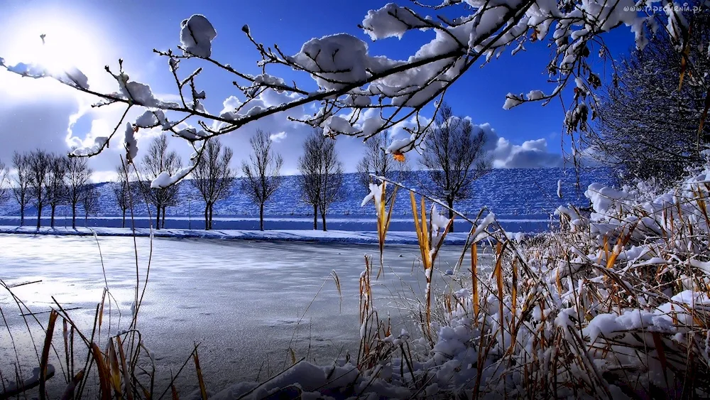 Winter branches