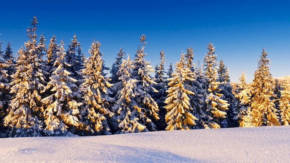 Winter spruce trees