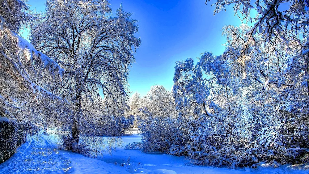 Beautiful winter