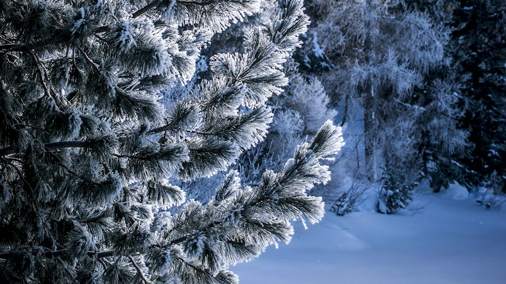 Winter landscape