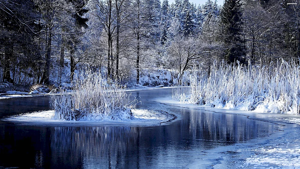 Winter landscape