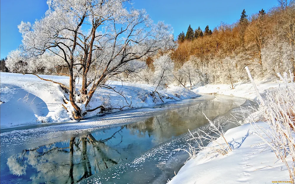 Winter forest