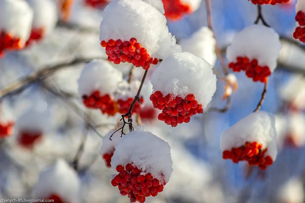 Winter rowan