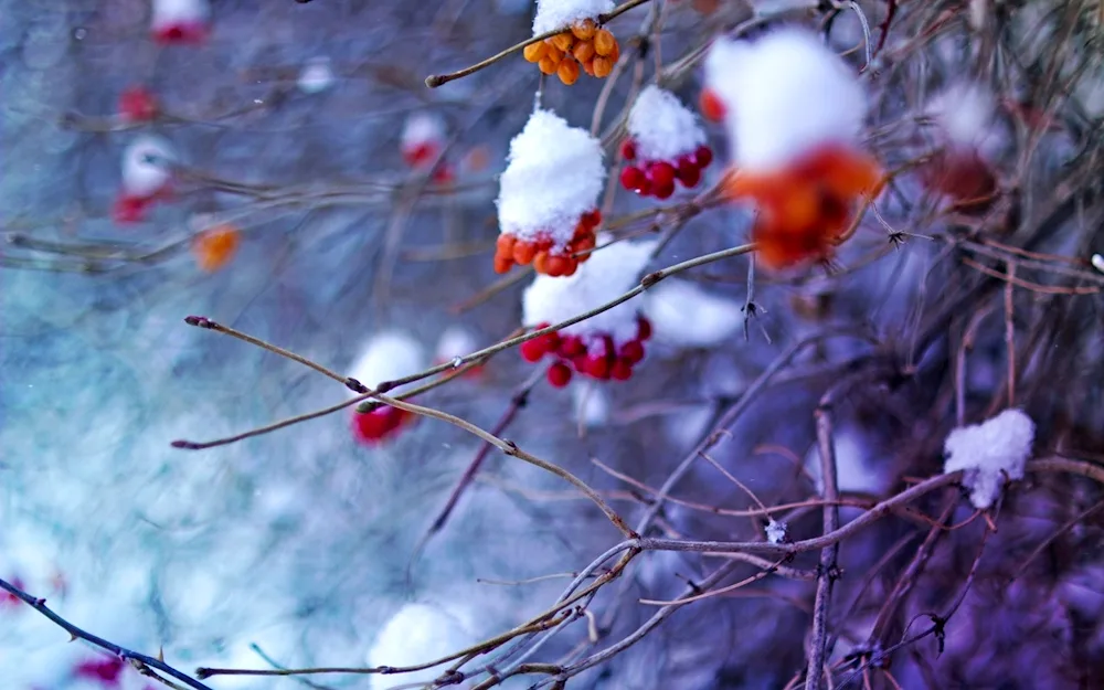 Winter rowan