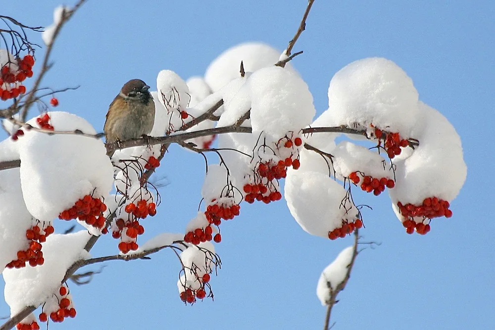 Winter bunches of mountain ash