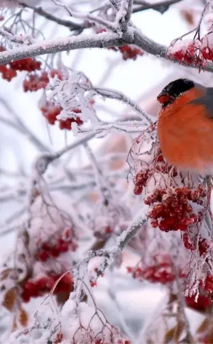 Winter Snowfinch and Kalina