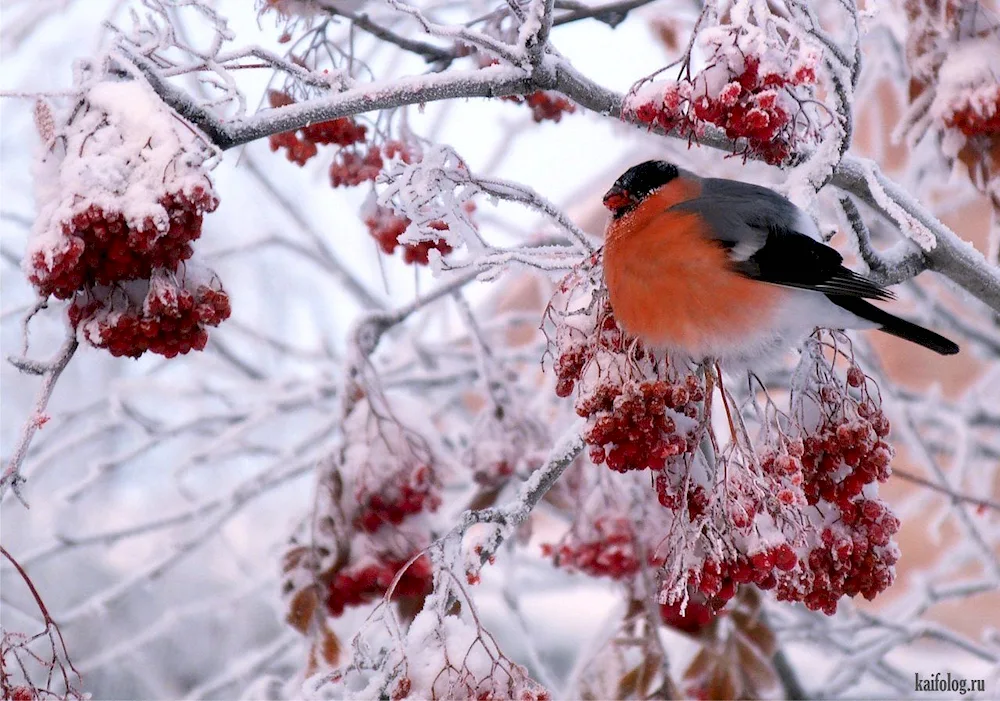 Winter Snowfinch and Kalina