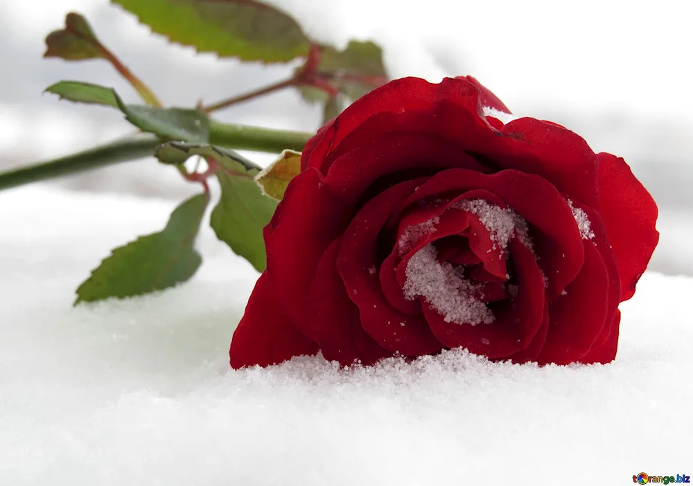 Winter roses