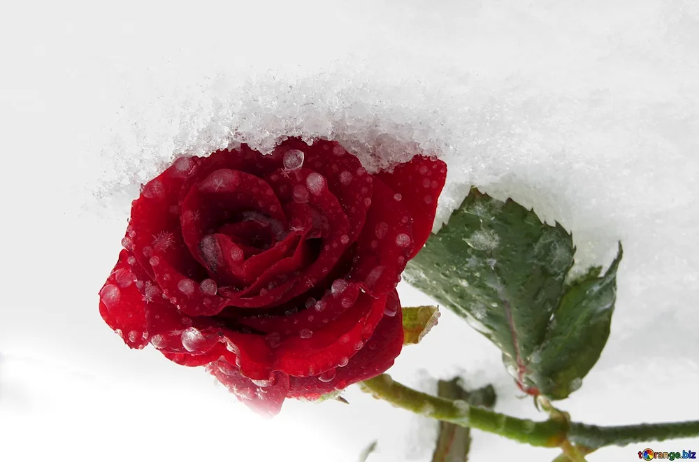 Winter rose