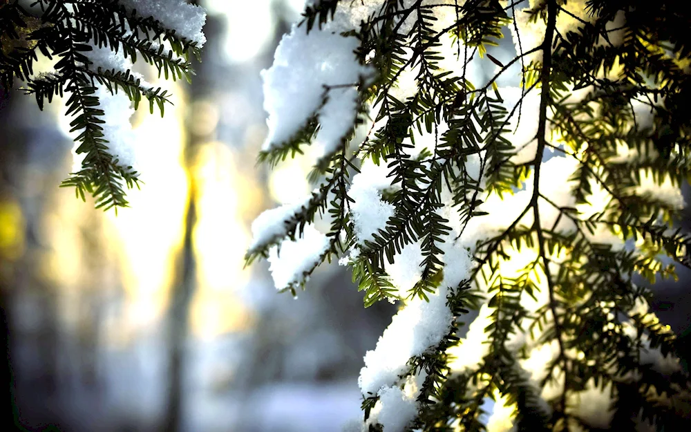 Winter branch