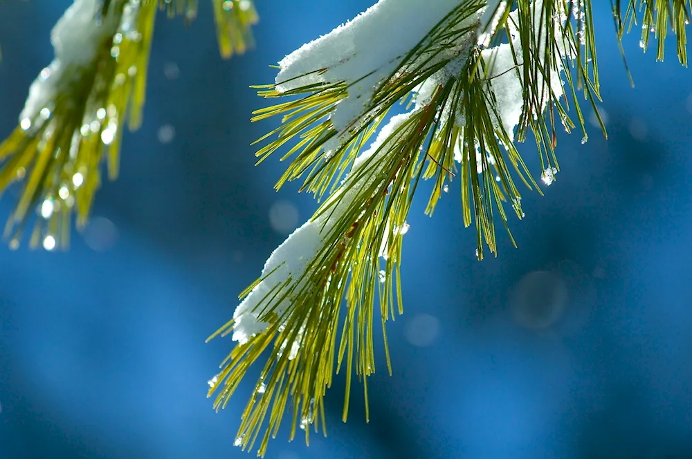 Winter landscape