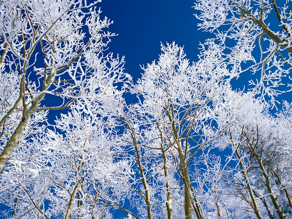 Winter trees