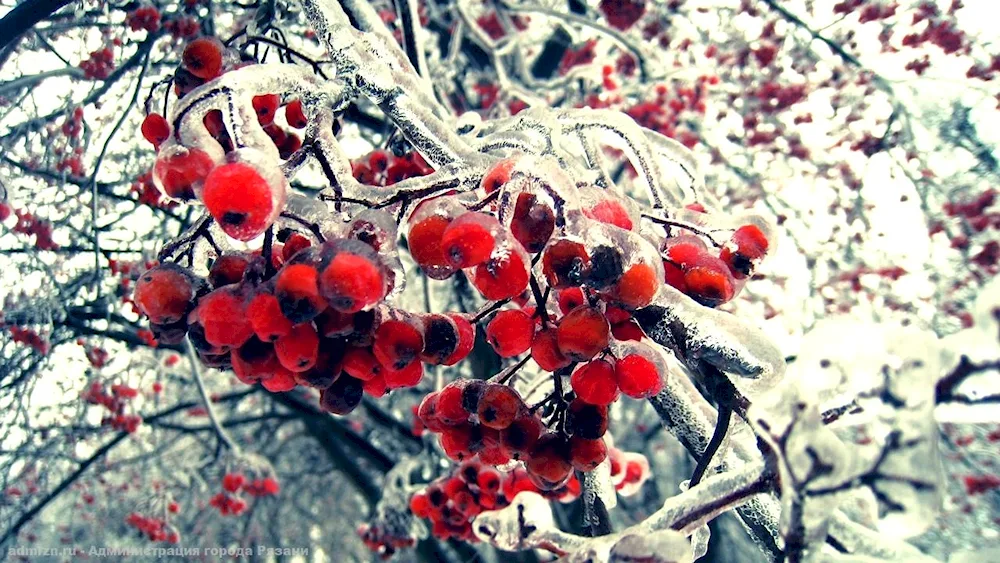 Winter nature
