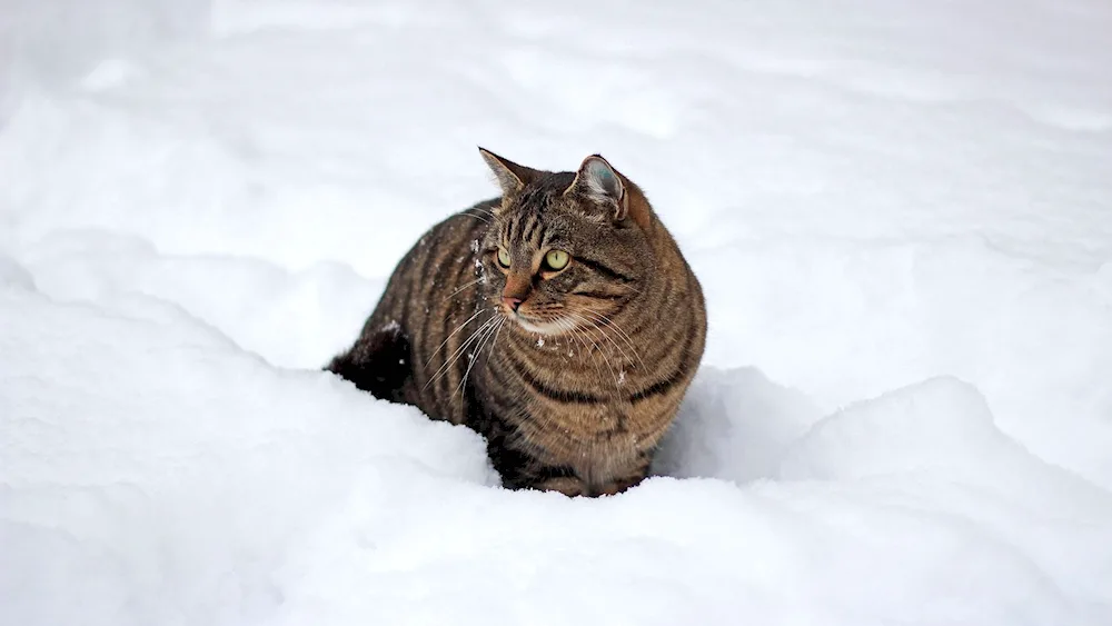 Winter cats