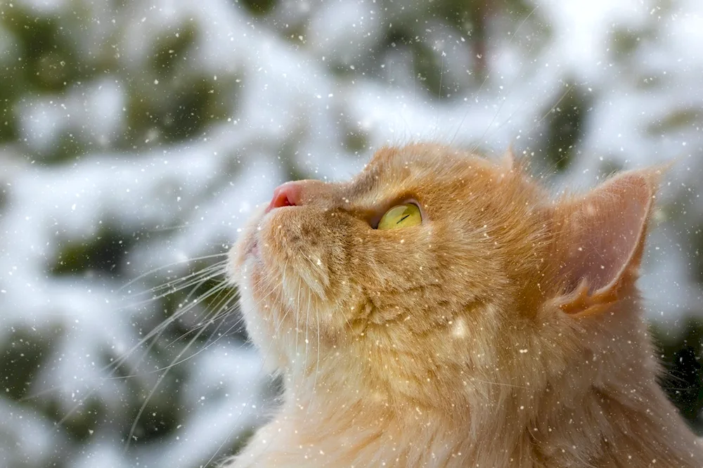 Winter cat