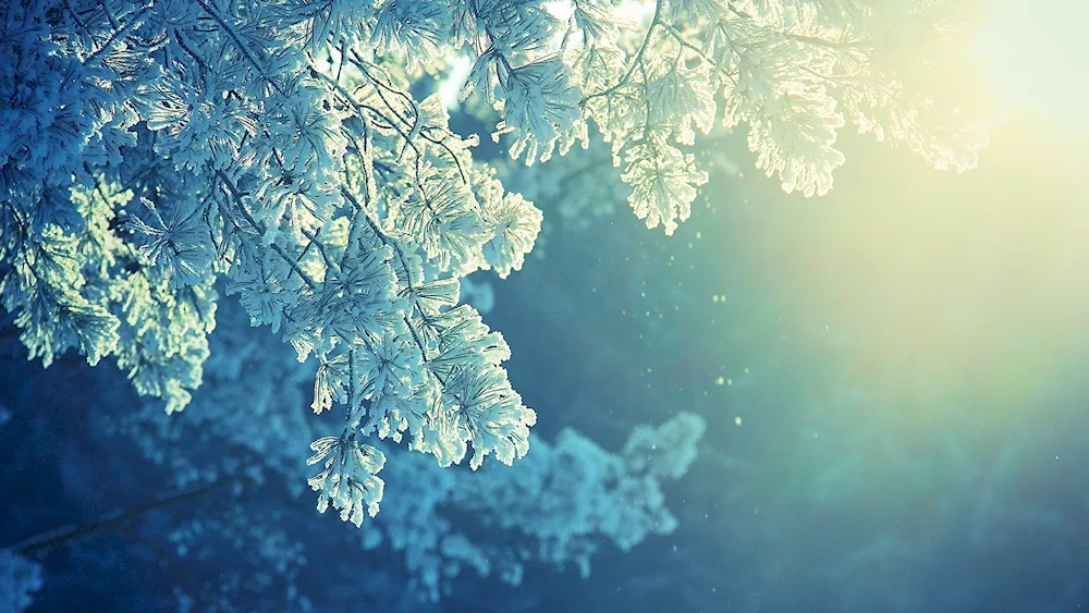 Winter wallpaper