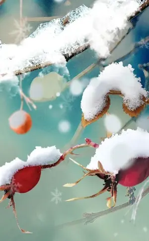 Winter wallpaper