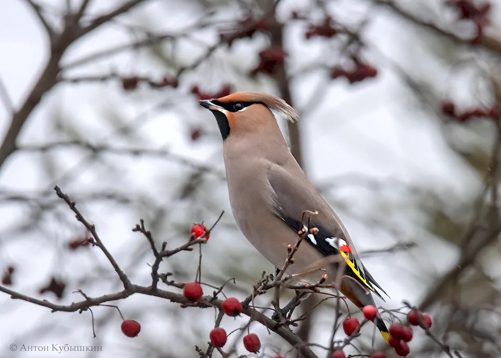 Winter birds with crests