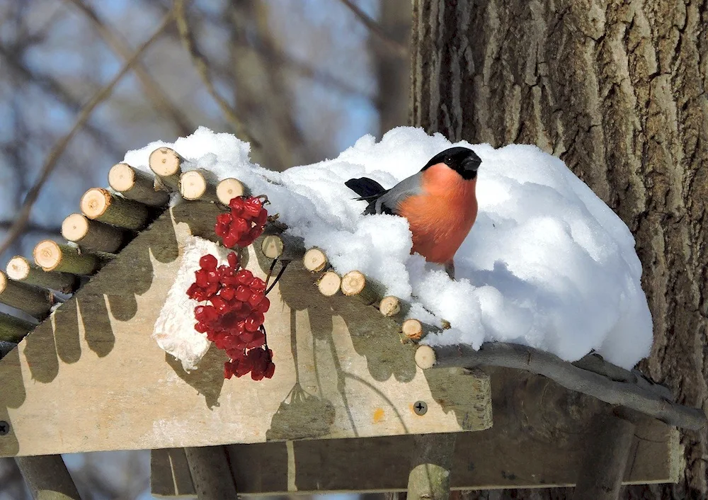 Winter Birds