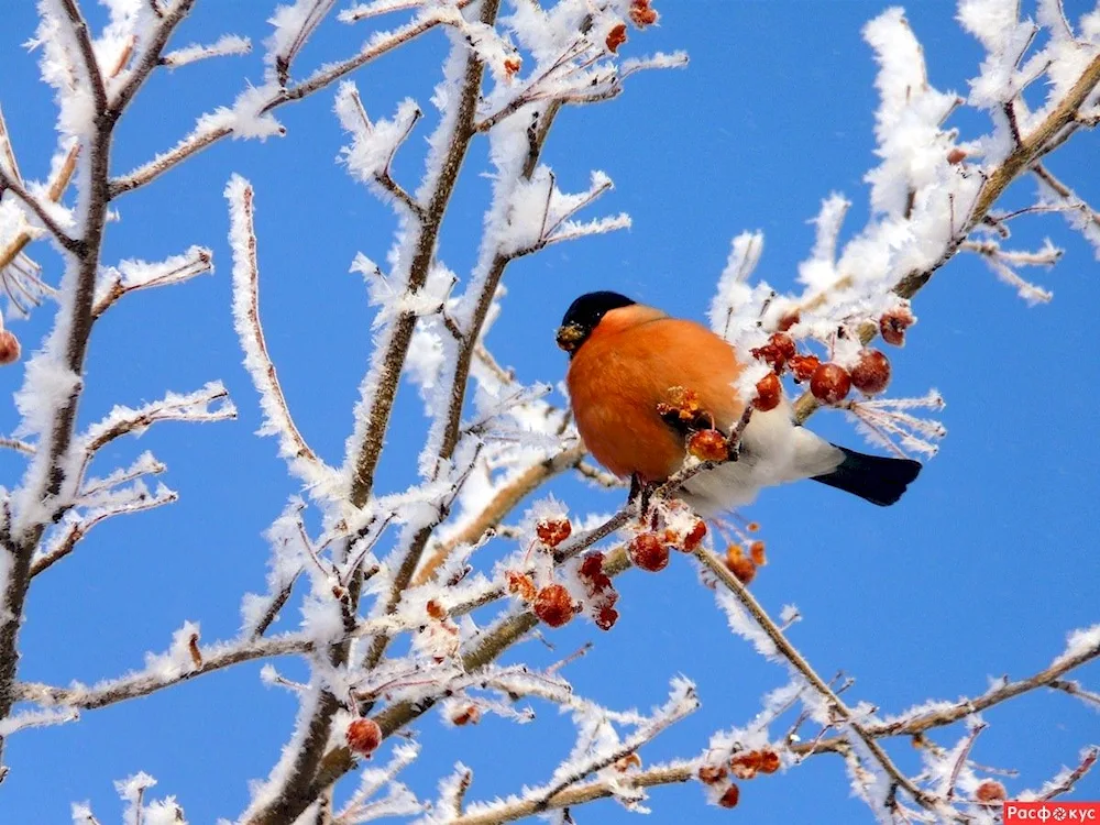 Igor Zenin Snowfinches