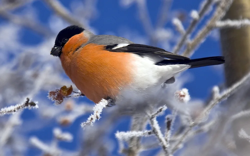 Winter birds