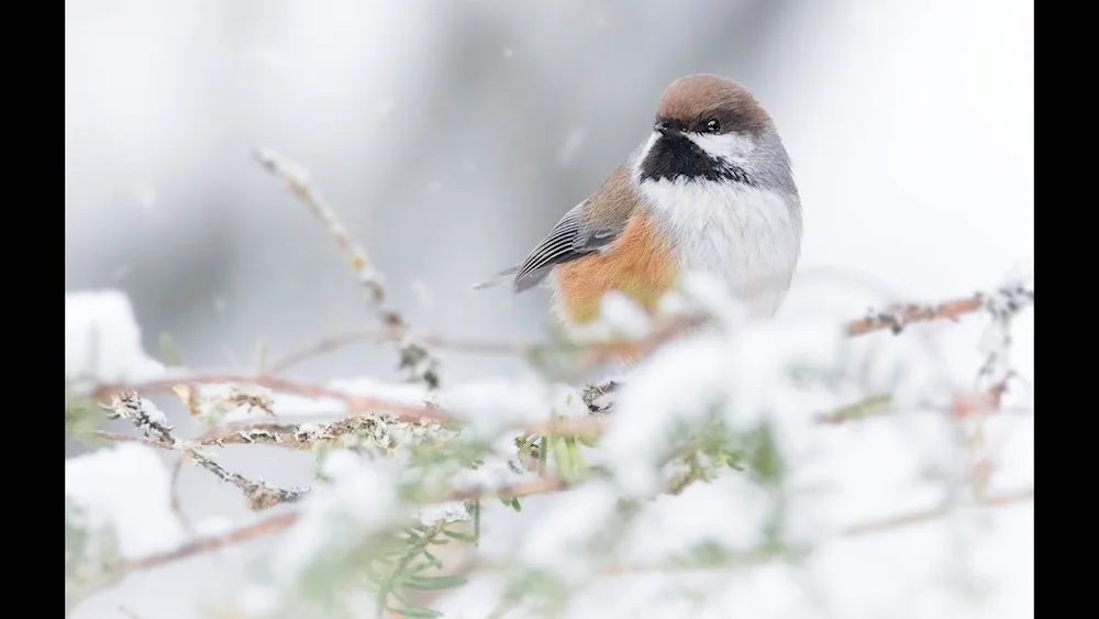 Winter birds