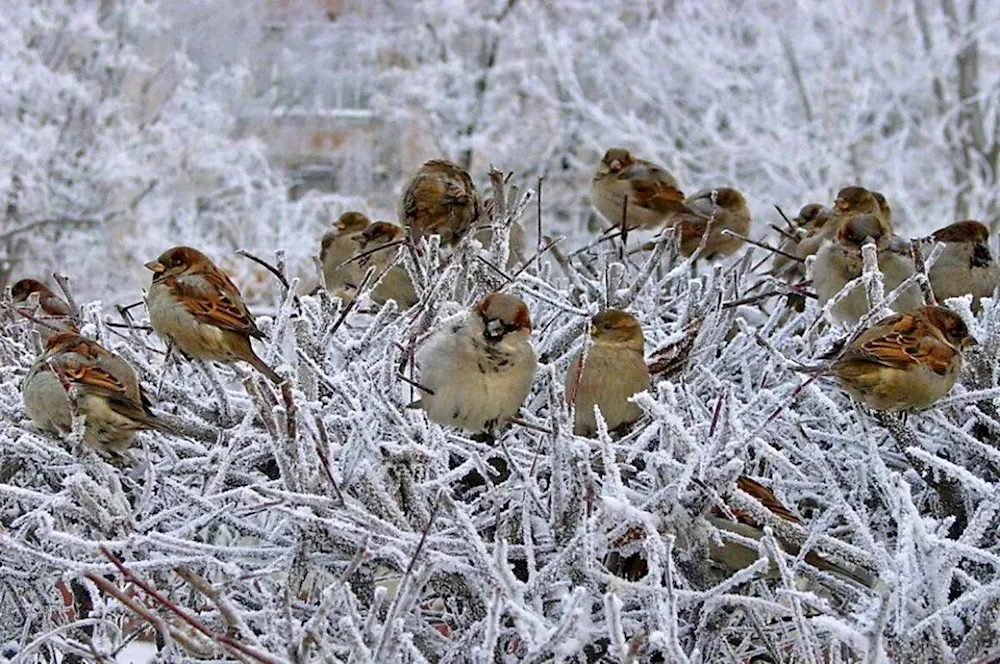 Winter warbler in the snow