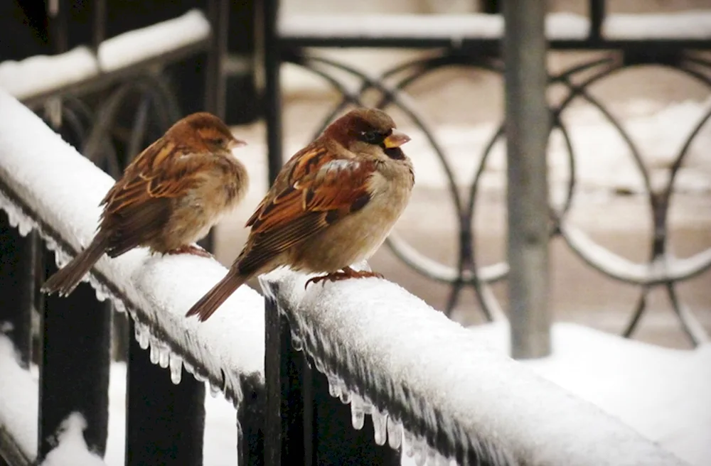 Frozen sparrow on a branch