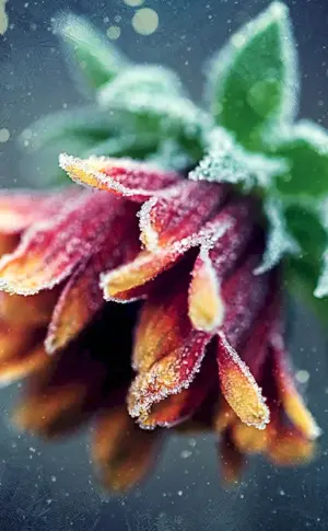 Winter flowers