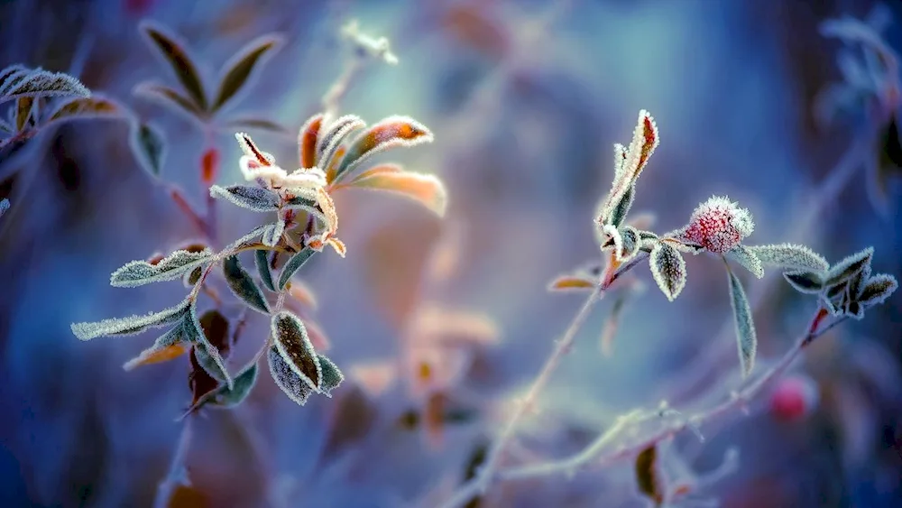 Winter flowers