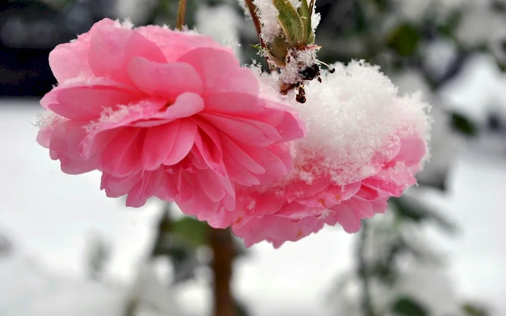 Winter flowers