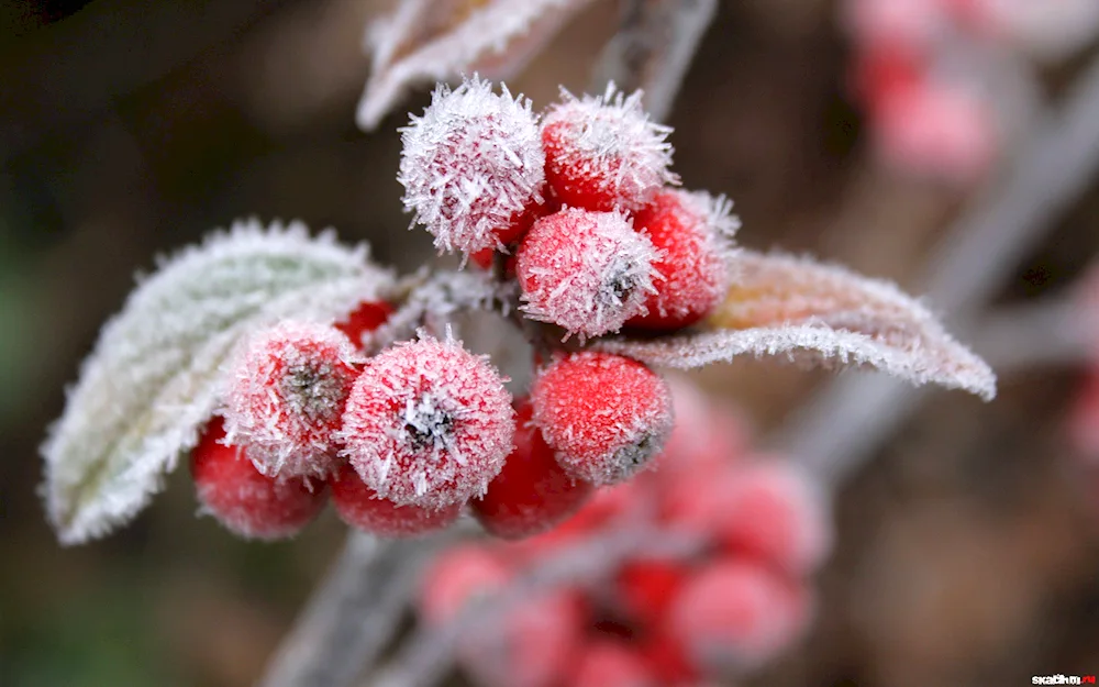 Autumn snow
