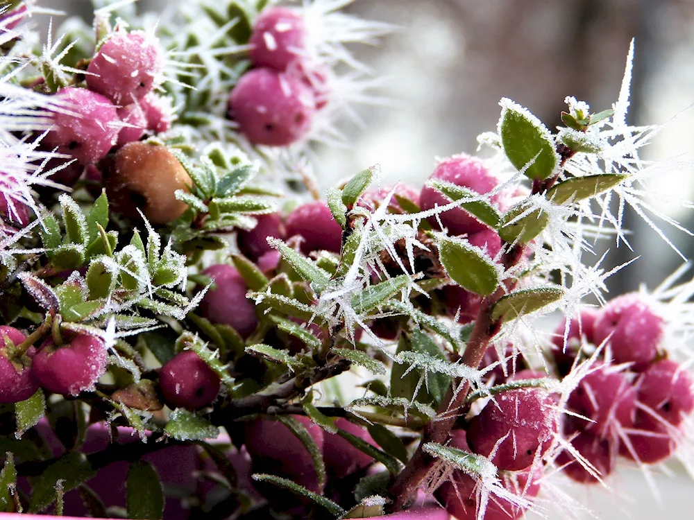 Winter berries