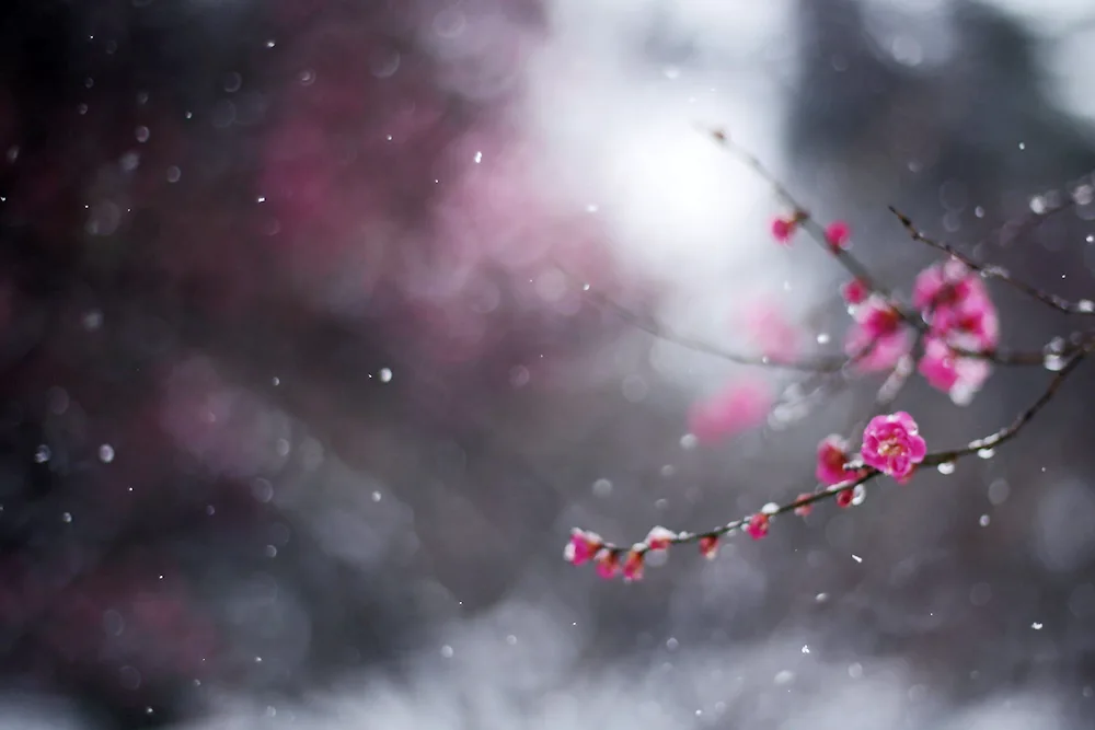 Winter flowers