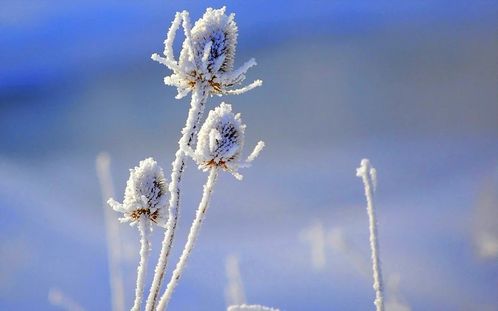 Winter flowers