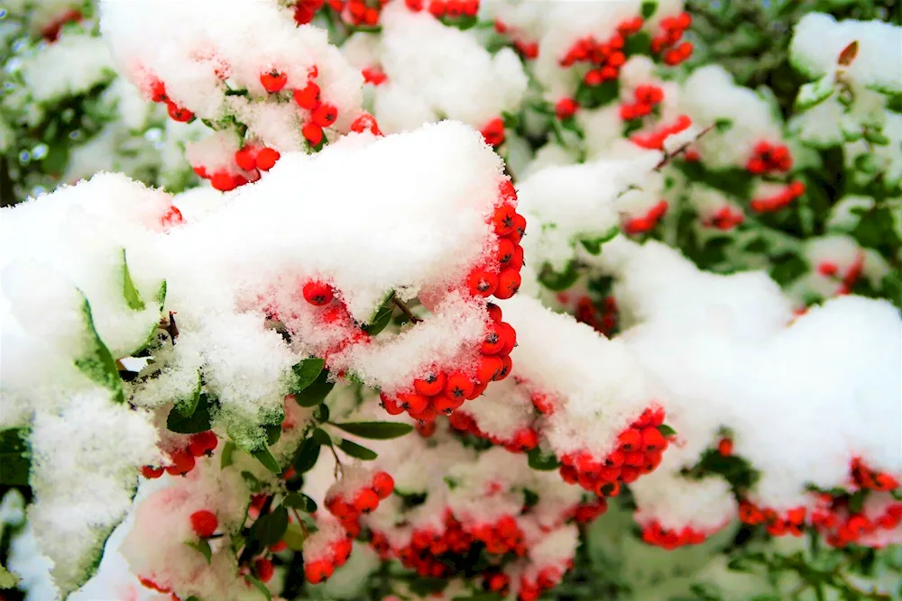 Winter flowers