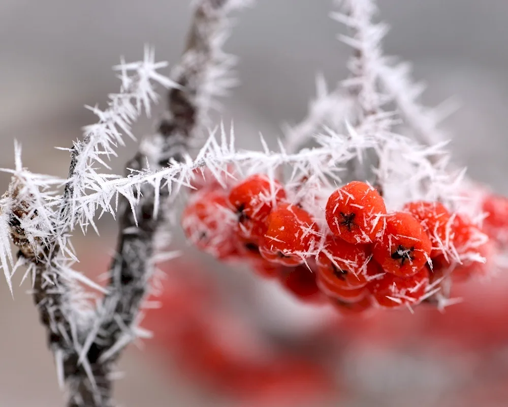 Winter flowers
